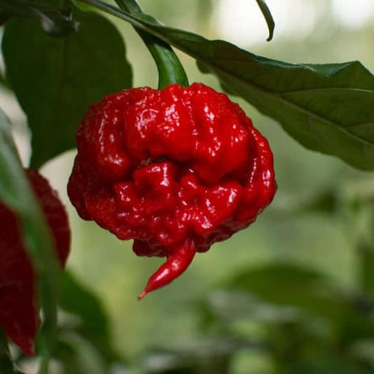 15- Heirloom Harvest of Premium Red HP22B Carolina Reaper Pepper Seeds