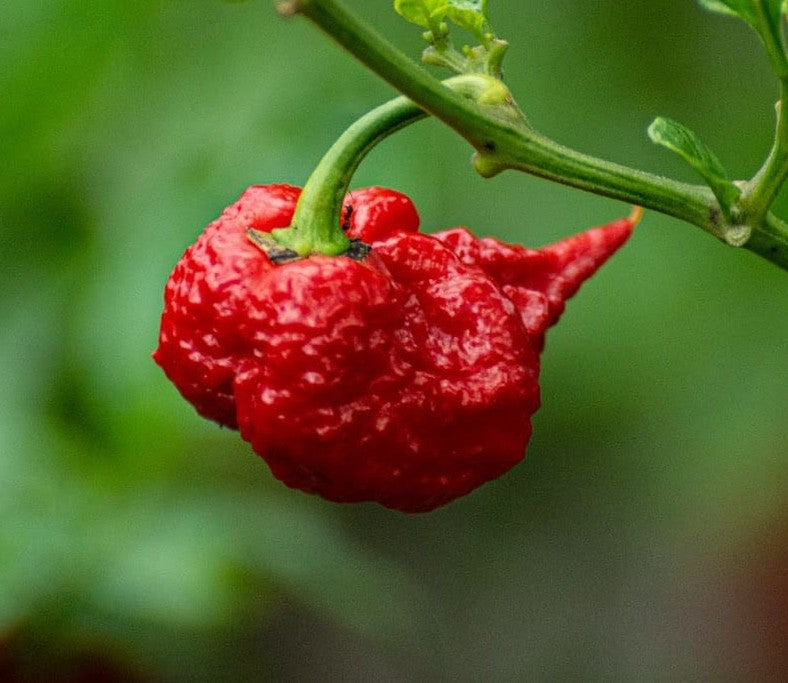 Carolina Reaper Pepper on the plant