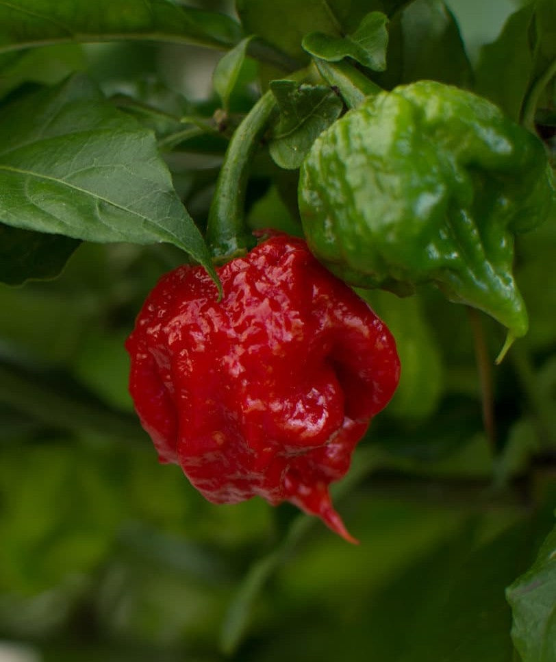 Carolina Reaper Pepper on the plant