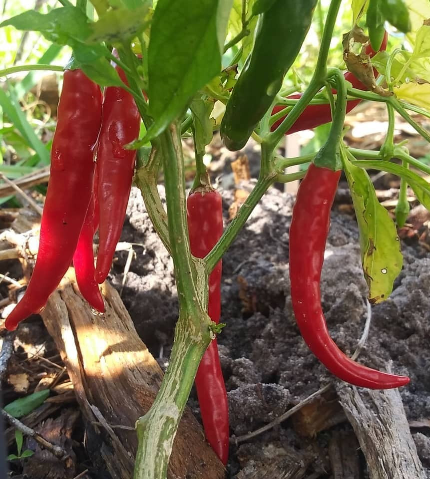 Cayenne Long Slim Pepper on the plant
