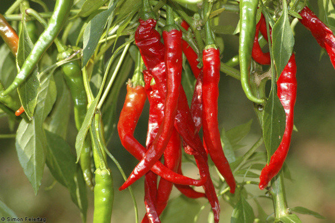 Cayenne Long Slim Pepper on the plant