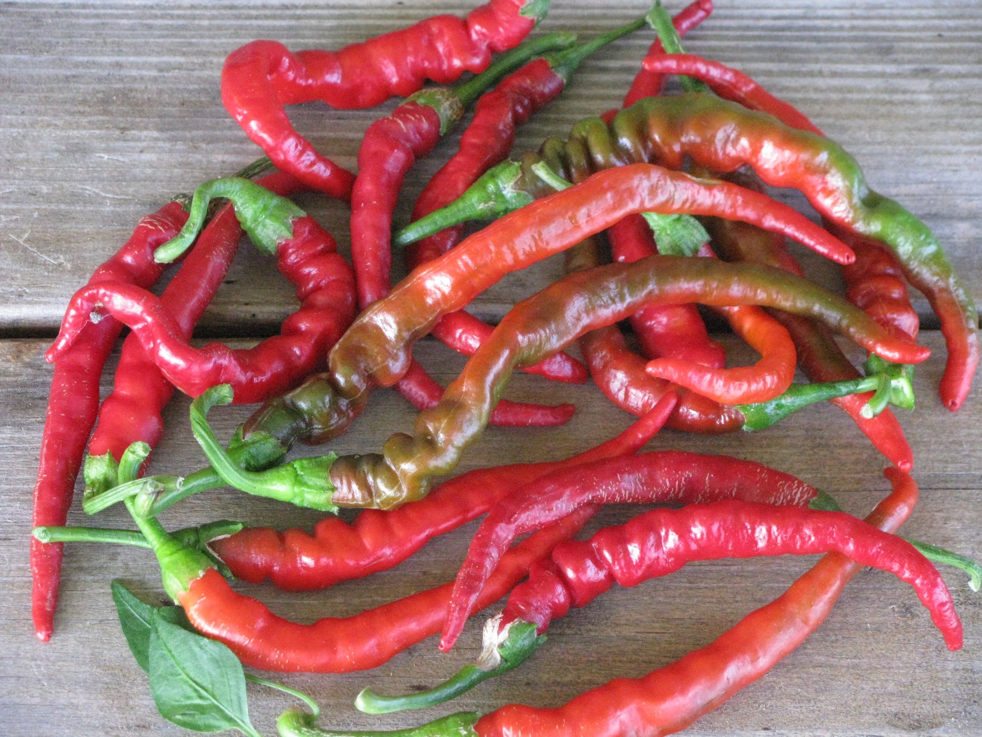 Cayenne Long Slim Pepper on the plant