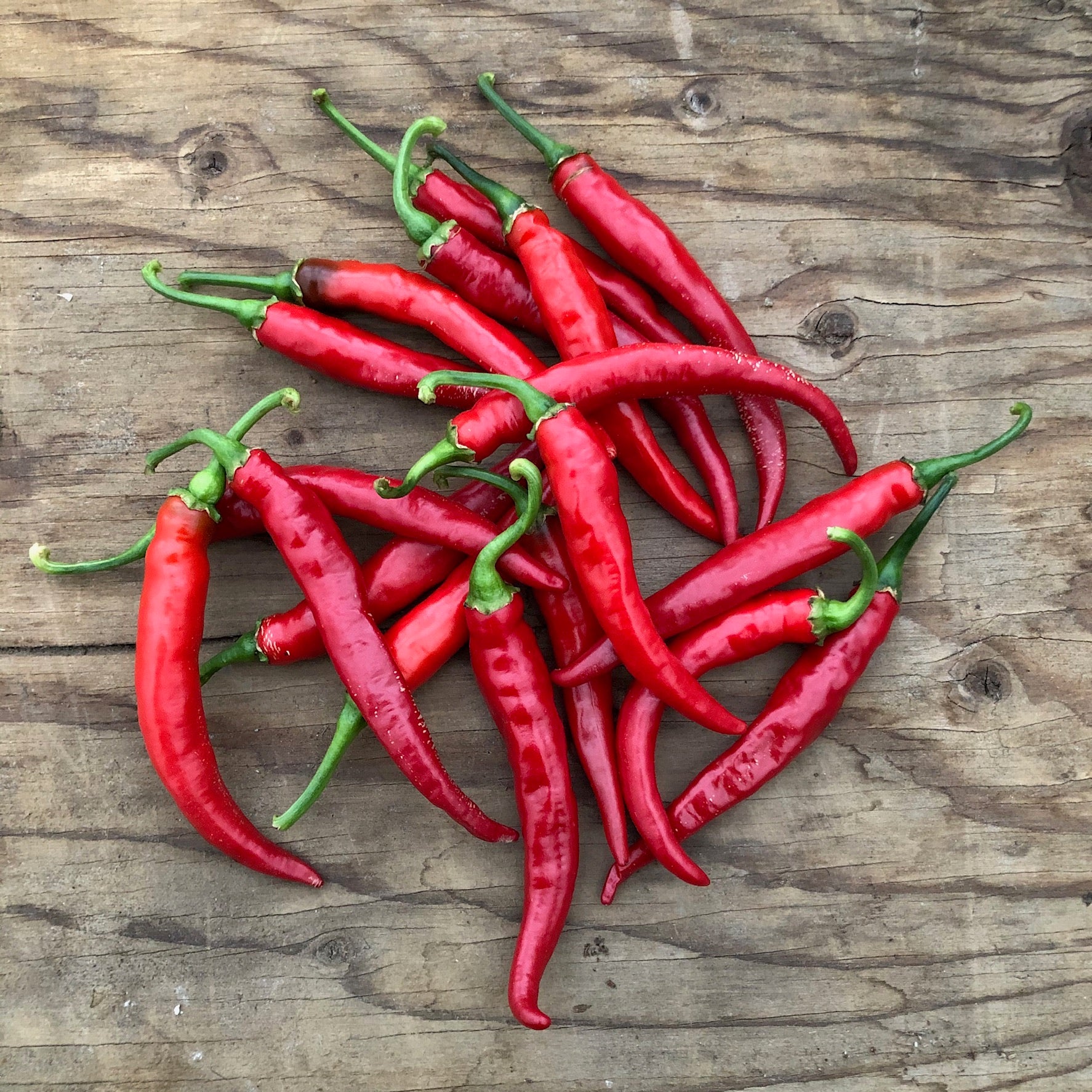 Cayenne Long Slim Pepper on the plant
