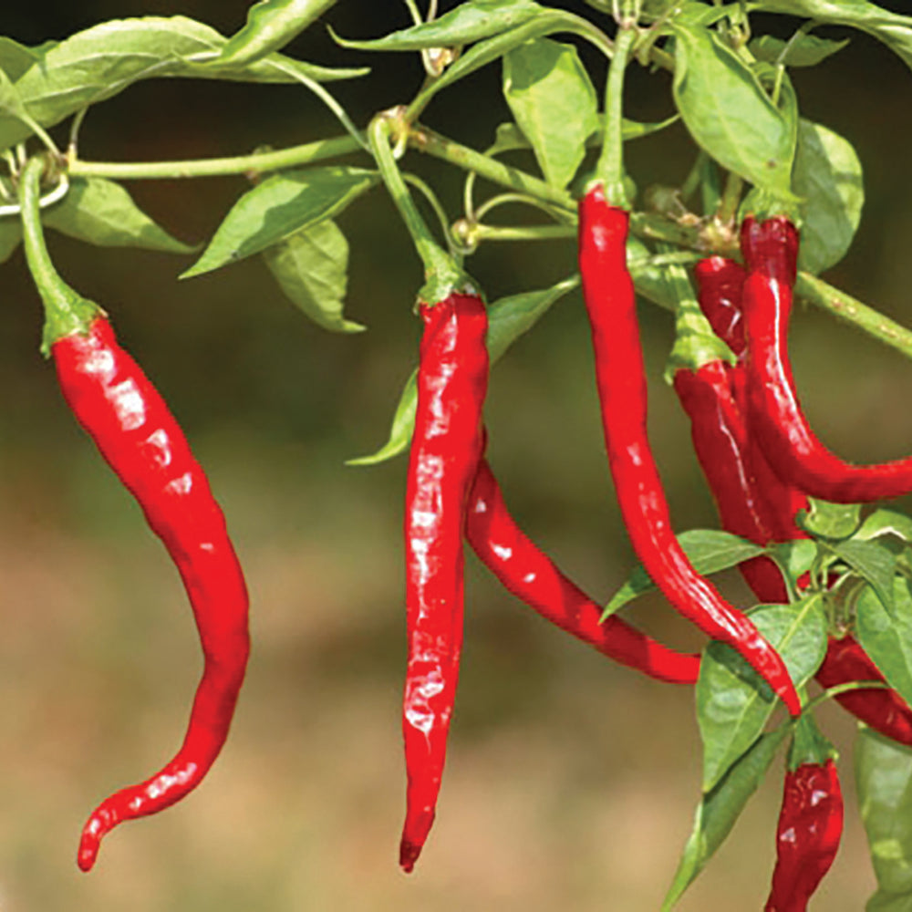 Cayenne Long Slim Pepper on the plant