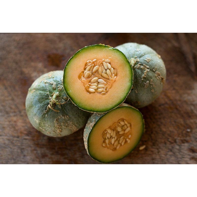 Charentais Melon growing on the vine