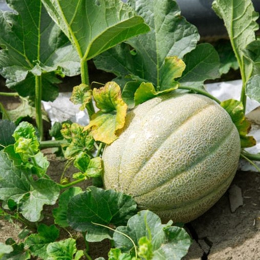 Charentais Melon growing on the vine