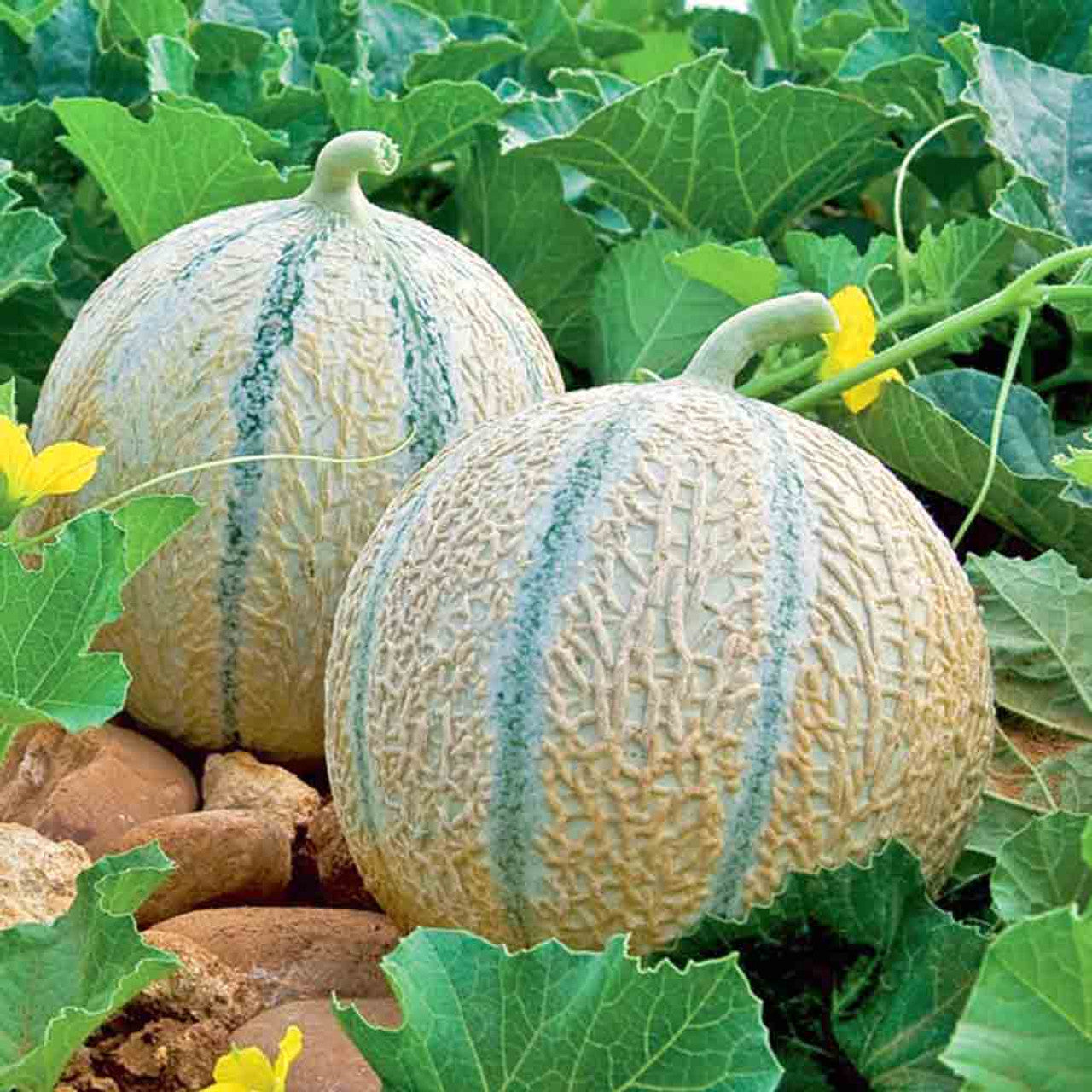 Charentais Melon growing on the vine