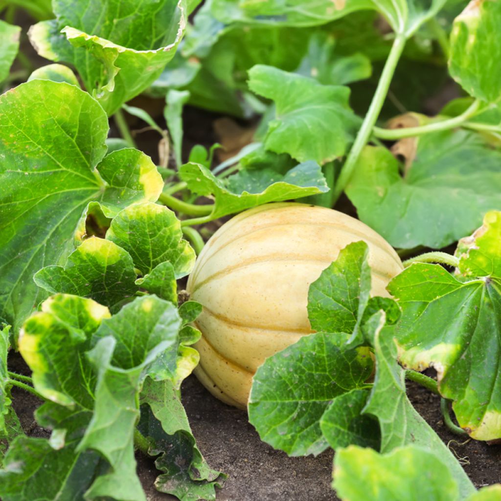 Charentais Melon growing on the vine