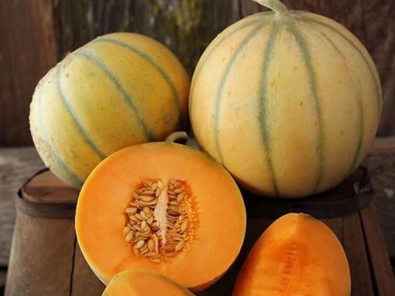 Charentais Melon growing on the vine