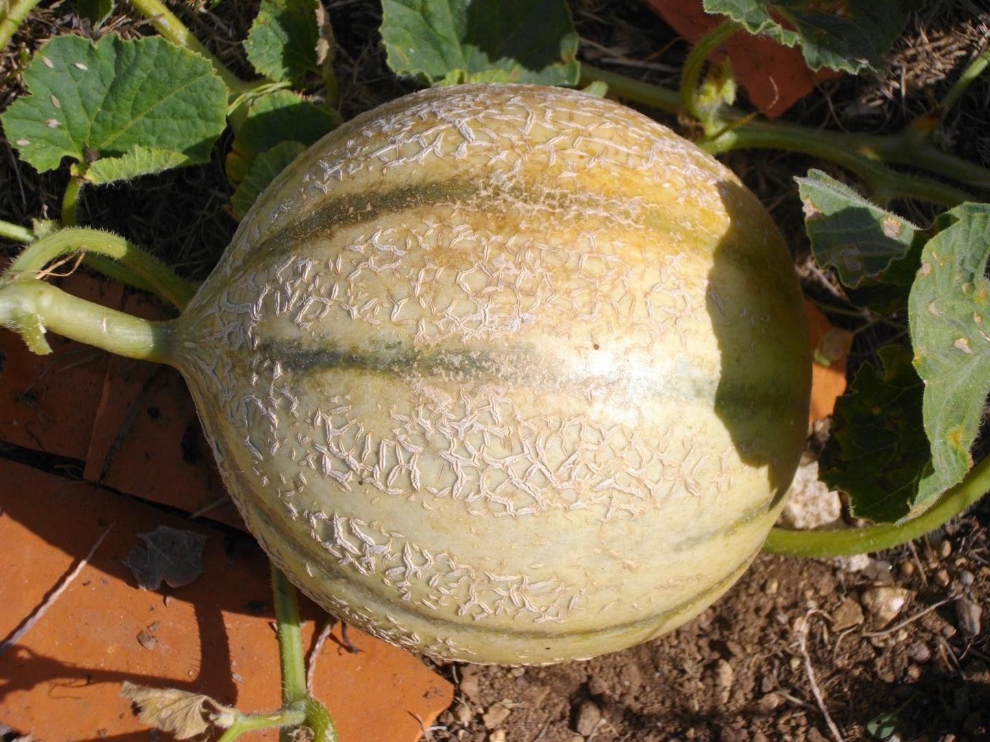 Charentais Melon growing on the vine