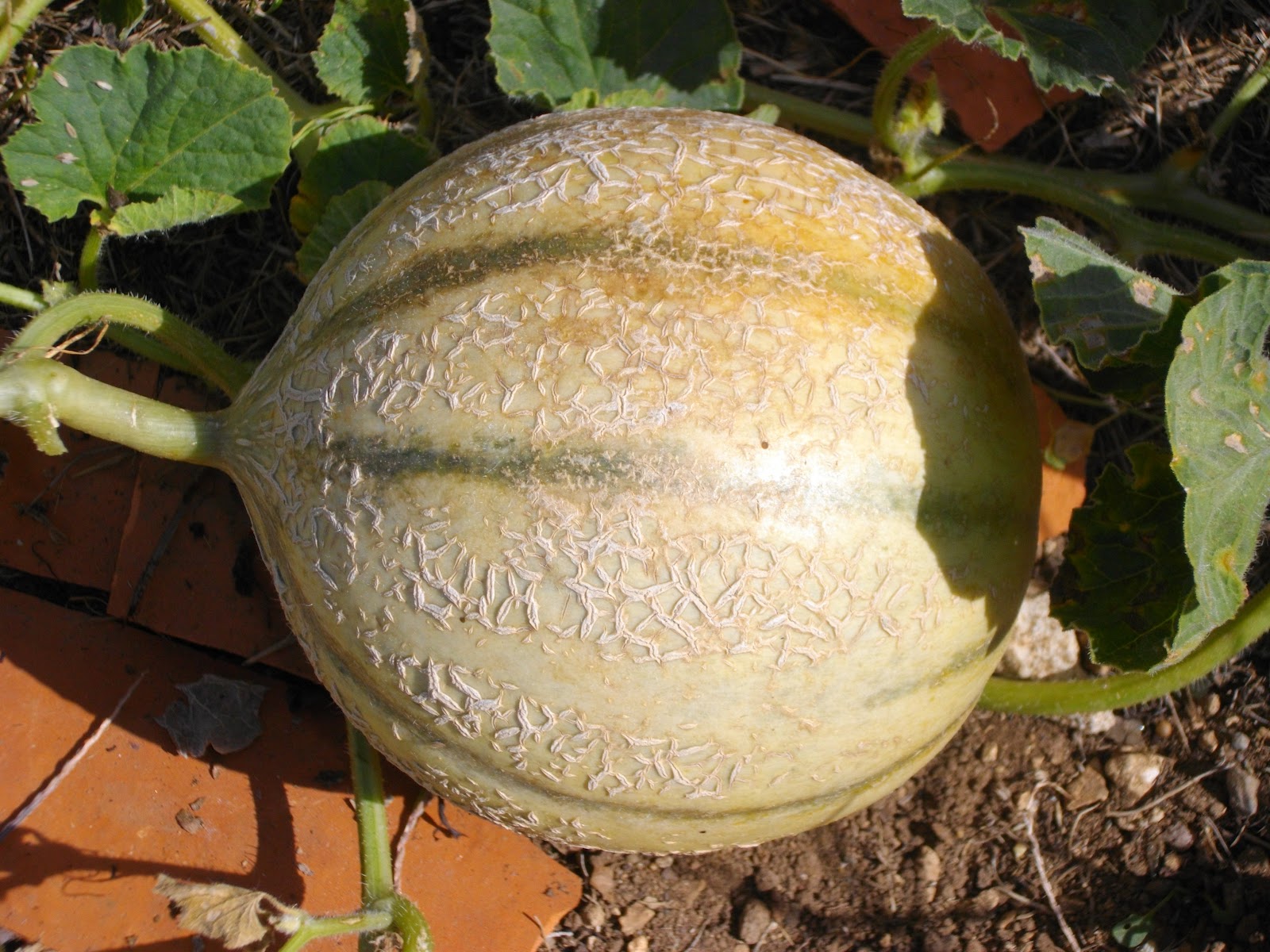 Charentais Melon growing on the vine