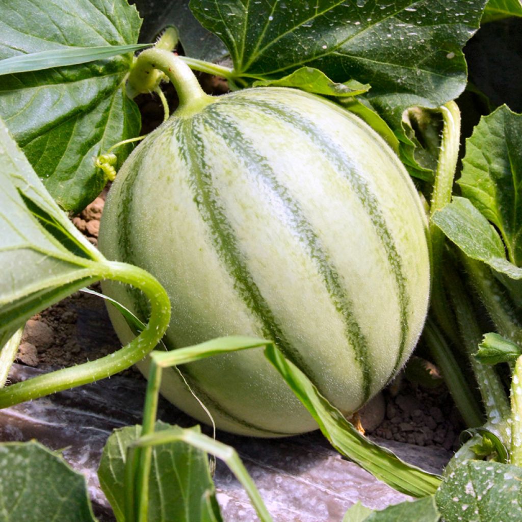 Charentais Melon growing on the vine
