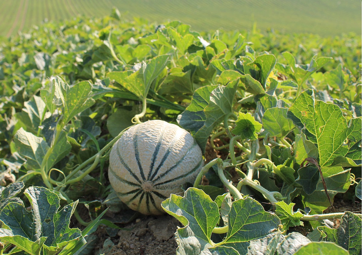 Charentais Melon growing on the vine