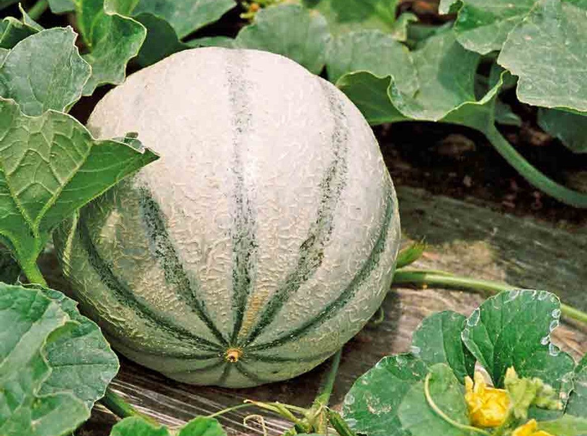 Charentais Melon growing on the vine