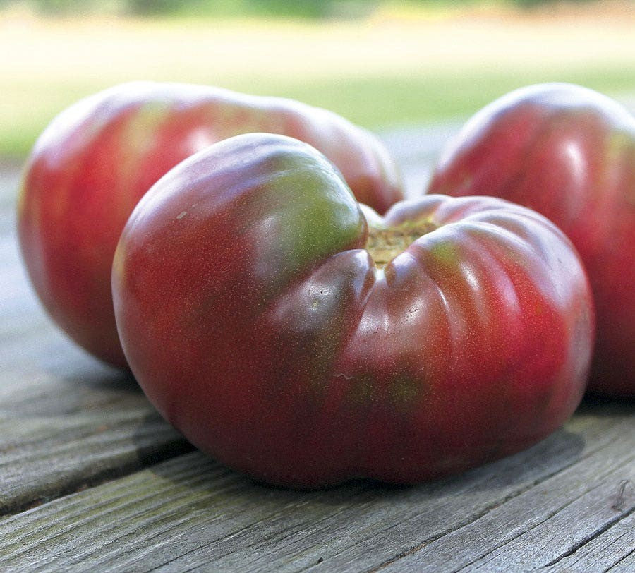 Cherokee Purple Tomato on the plant