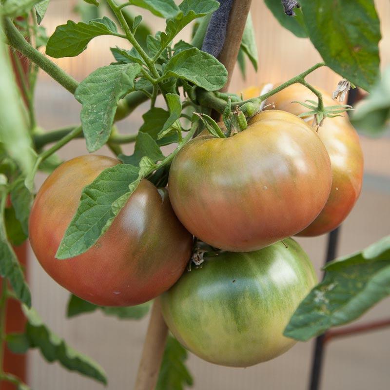 Cherokee Purple Tomato on the plant