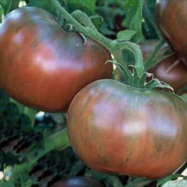Cherokee Purple Tomato on the plant
