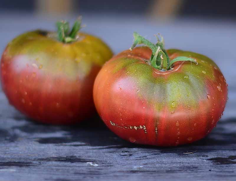 Cherokee Purple Tomato on the plant