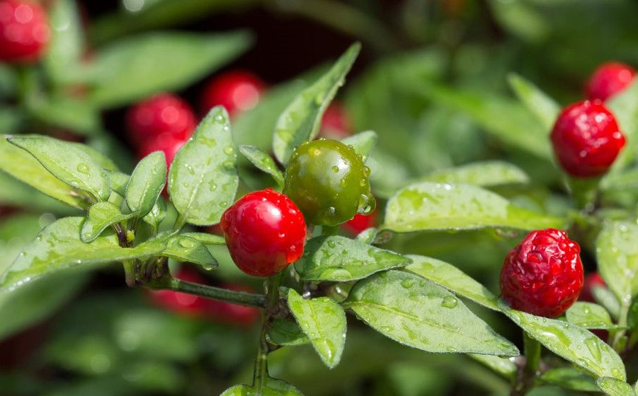Chiltepin Pepper on the plant