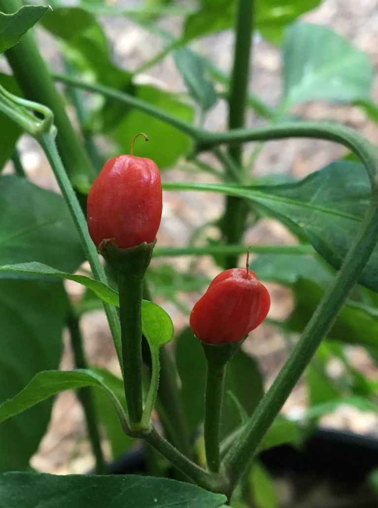 Chiltepin Pepper on the plant