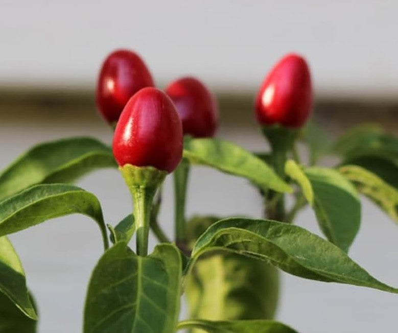 Chiltepin Pepper on the plant