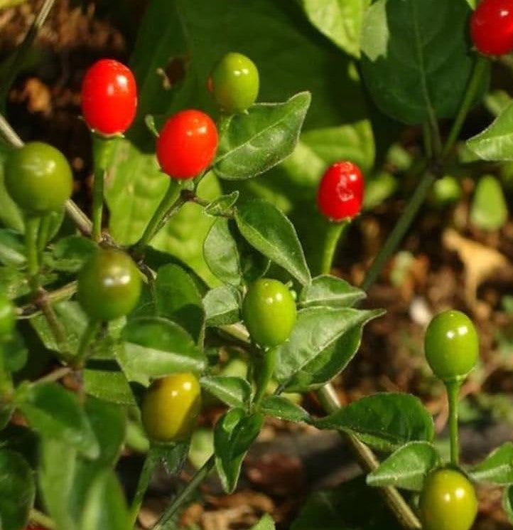 Chiltepin Pepper on the plant