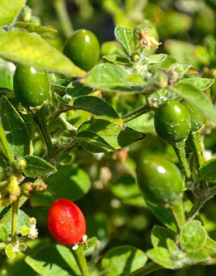 Chiltepin Pepper on the plant
