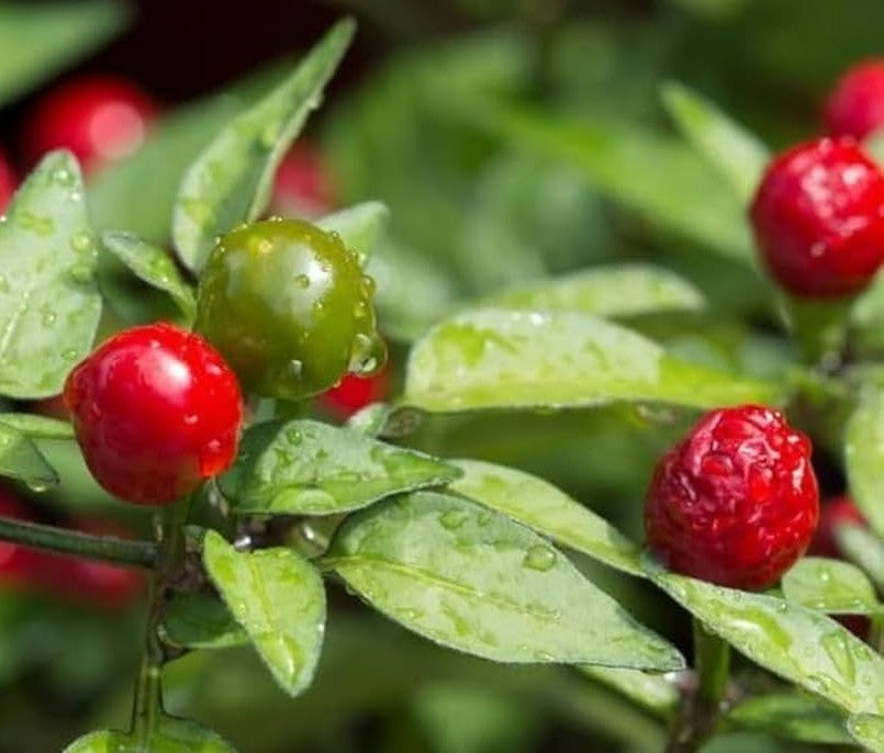 Chiltepin Pepper on the plant