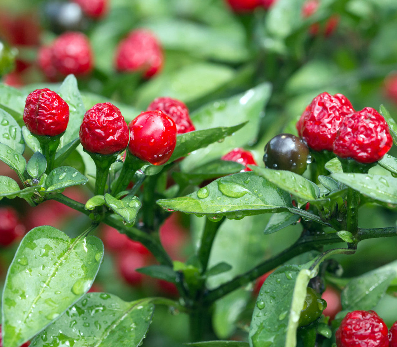 Chiltepin Pepper on the plant