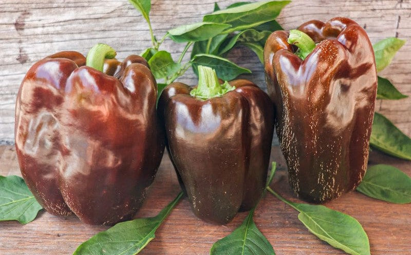 Sweet Chocolate Beauty Pepper on the plant