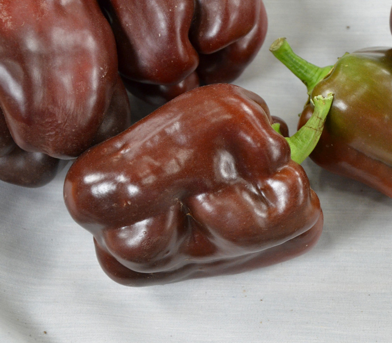 Sweet Chocolate Beauty Pepper on the plant