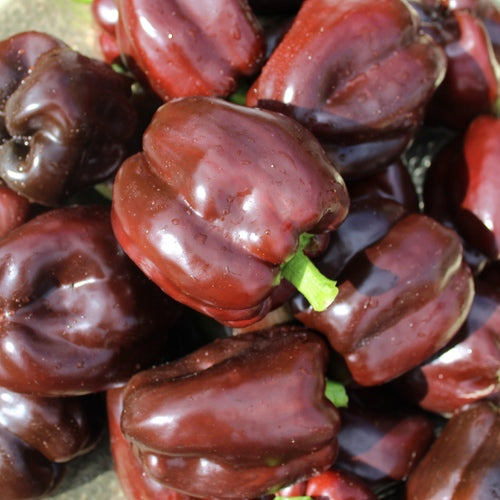 Sweet Chocolate Beauty Pepper on the plant