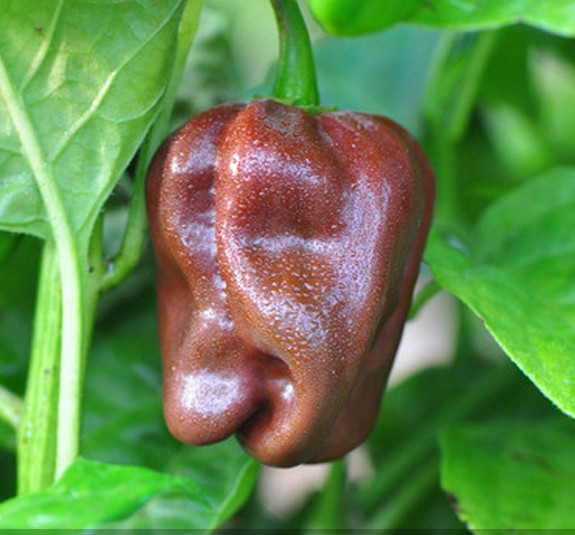 Sweet Chocolate Beauty Pepper on the plant