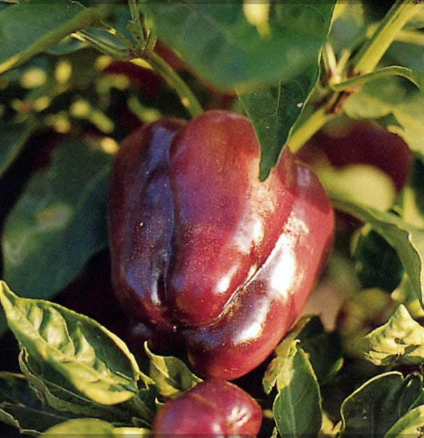 Sweet Chocolate Beauty Pepper on the plant
