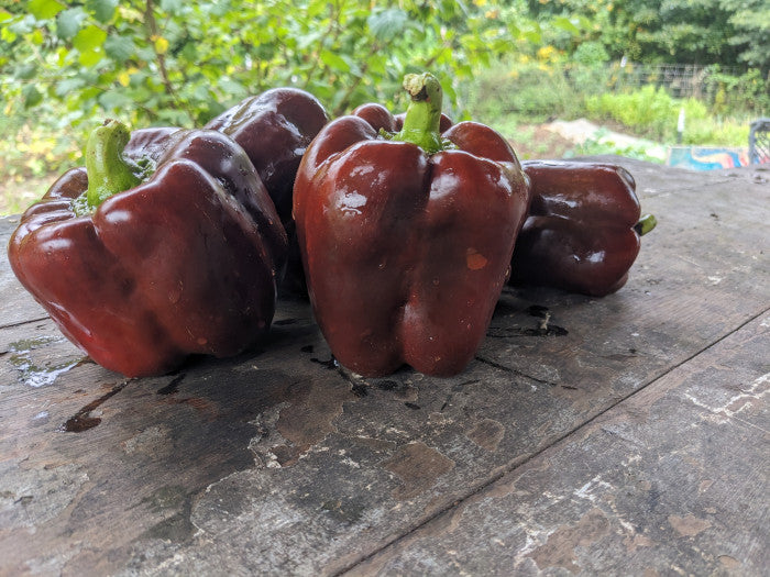Sweet Chocolate Beauty Pepper on the plant