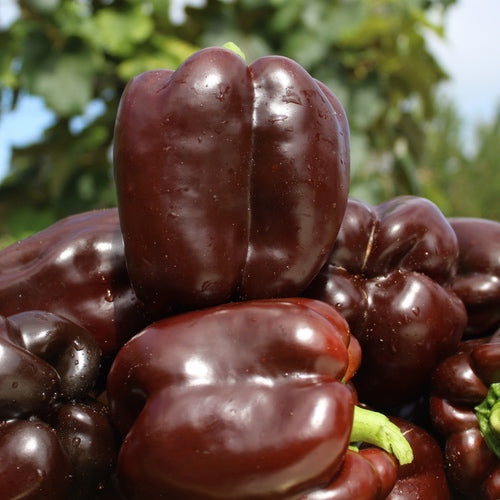 Sweet Chocolate Beauty Pepper on the plant