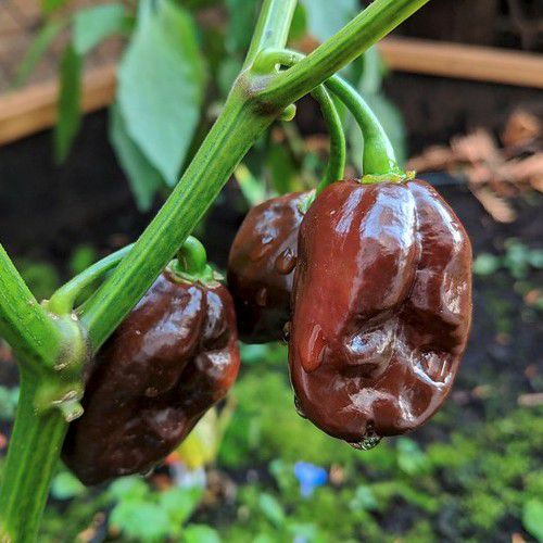 20 - Authentic Heirloom Harvest of Caribbean Super-Hot Chocolate Habanero Pepper Seeds