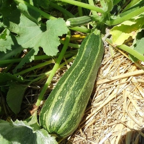 Italian Cocozelle Zucchini growing on the vine