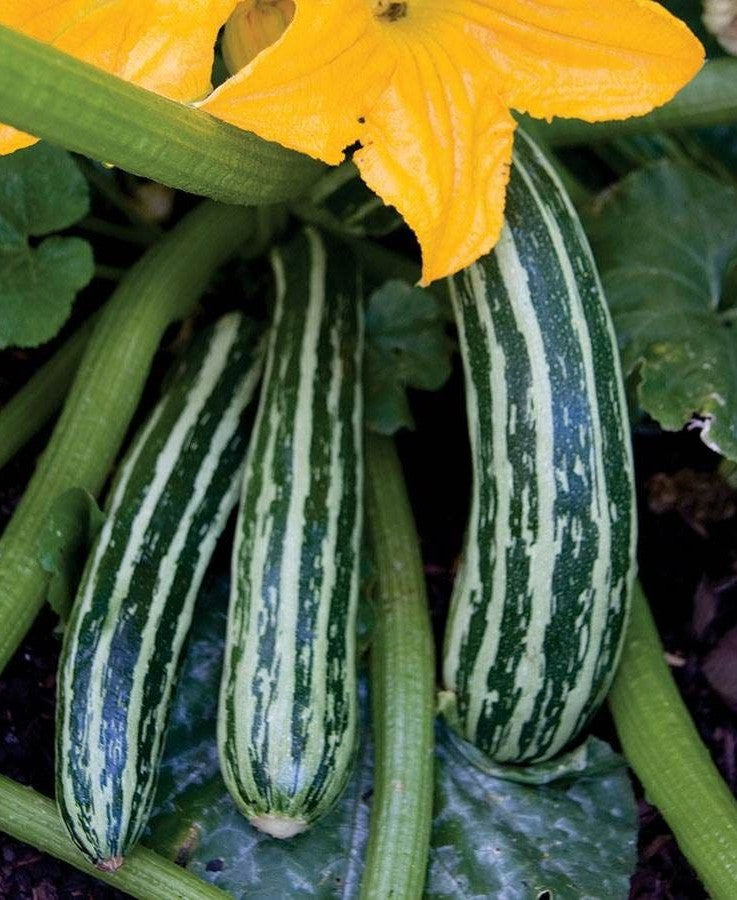Italian Cocozelle Zucchini growing on the vine