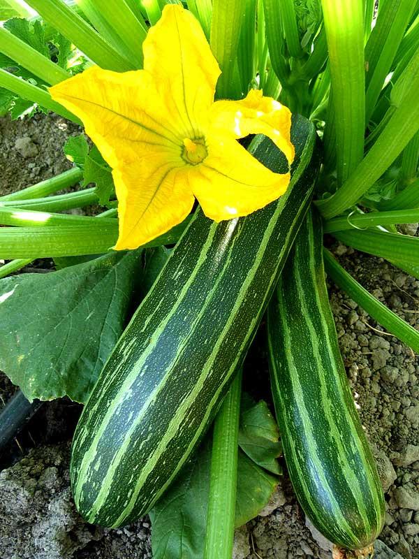 Italian Cocozelle Zucchini growing on the vine