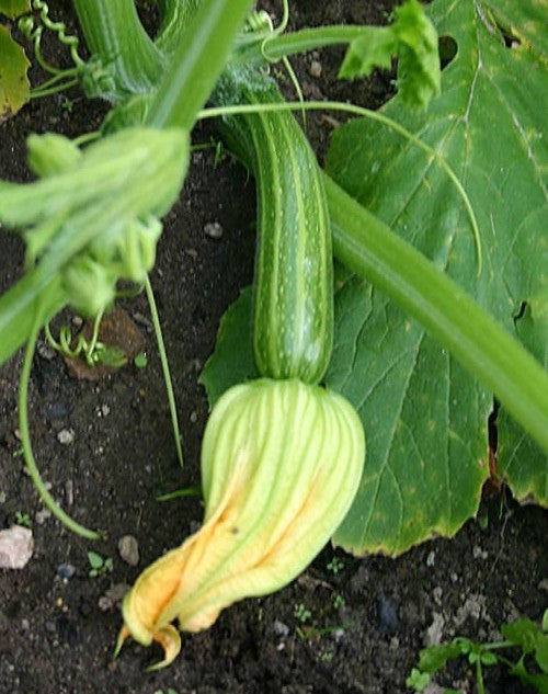Italian Cocozelle Zucchini growing on the vine