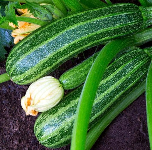 Italian Cocozelle Zucchini growing on the vine