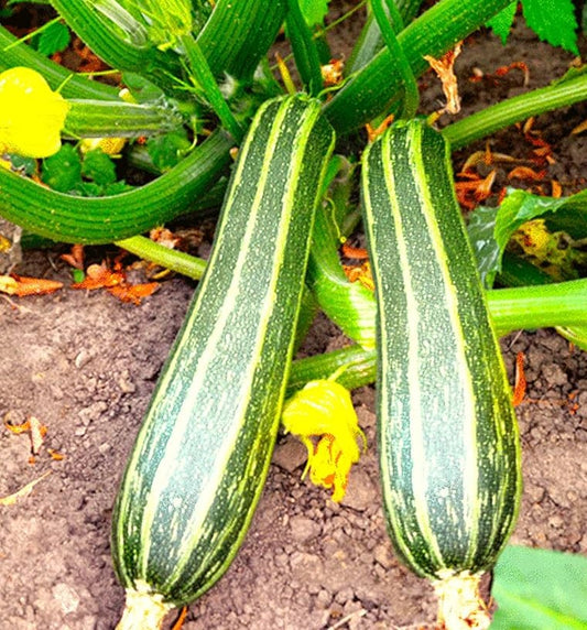 Italian Cocozelle Zucchini growing on the vine