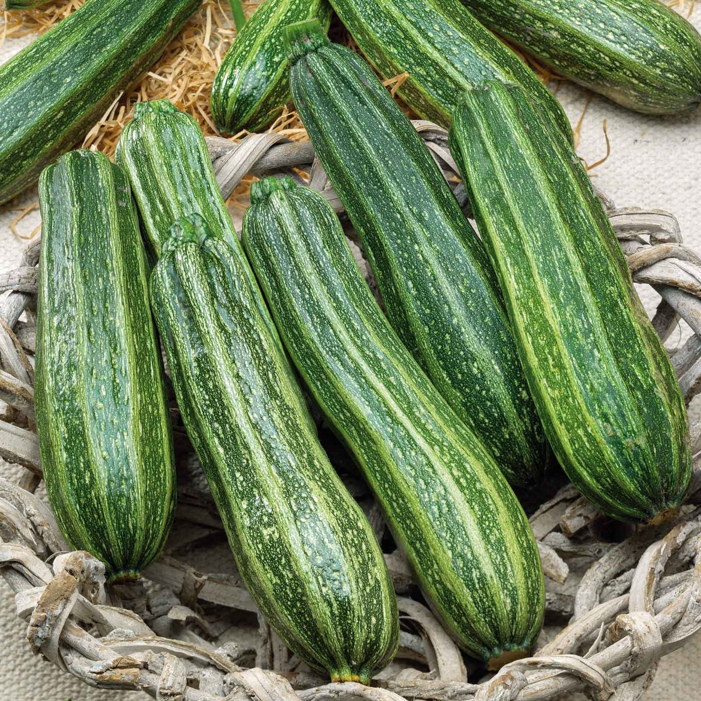 Italian Cocozelle Zucchini growing on the vine