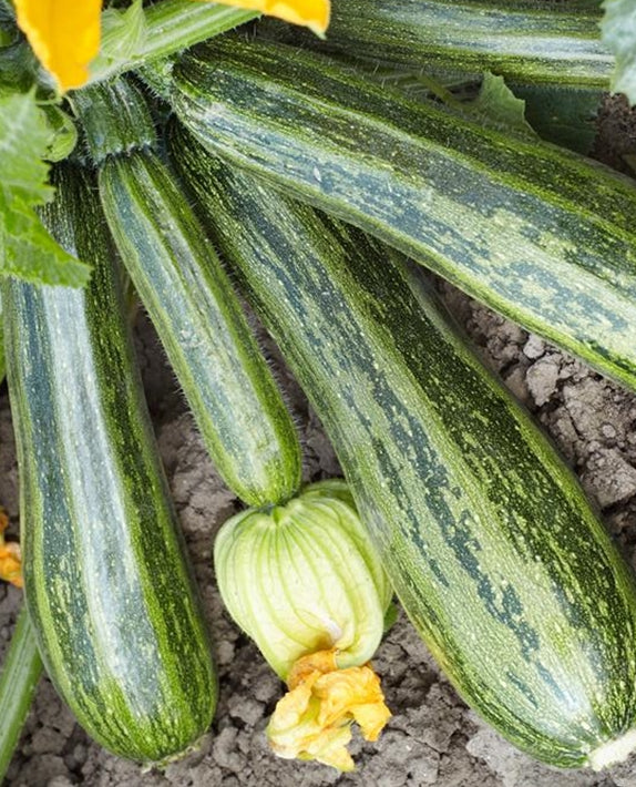 Italian Cocozelle Zucchini growing on the vine