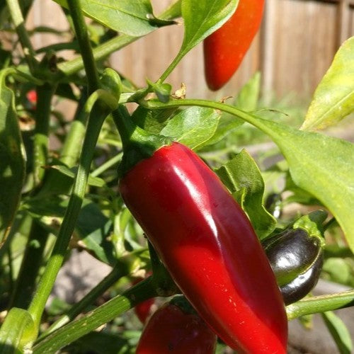 Craig's Grande Jalapeno Pepper on the plant