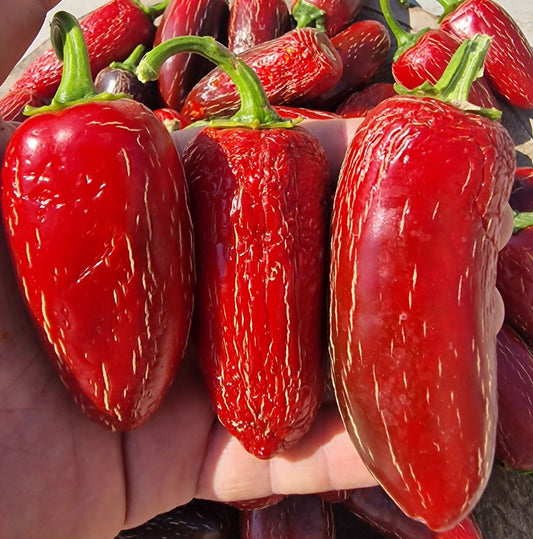 20 - Harvest of Premium Heirloom Craig's Grande Jalapeño Pepper Seeds
