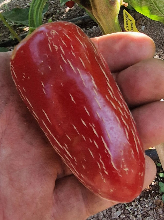 Craig's Grande Jalapeno Pepper on the plant