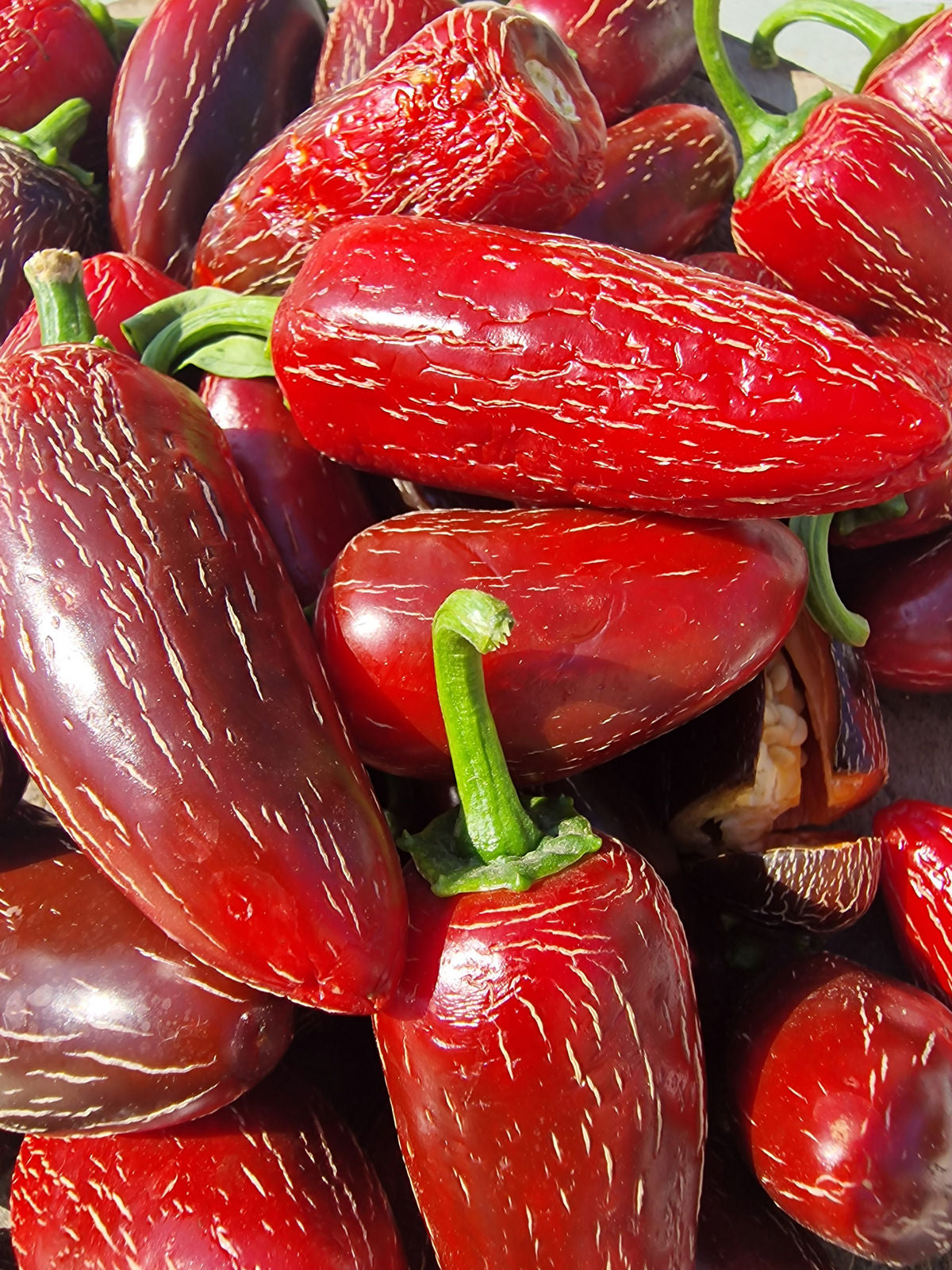 Craig's Grande Jalapeno Pepper on the plant