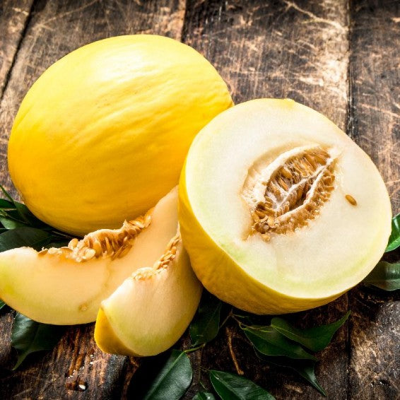 Crenshaw Melon growing on the vine